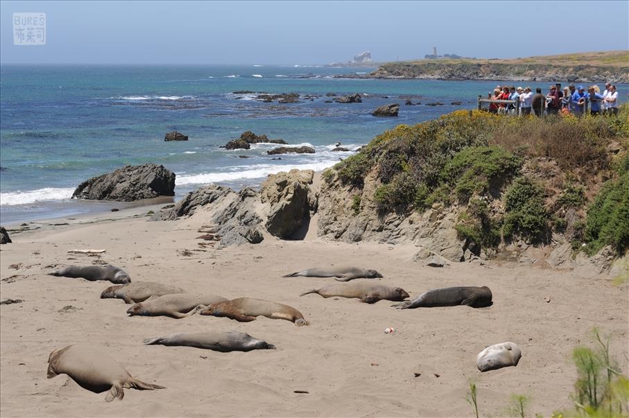 Elephant Seal View